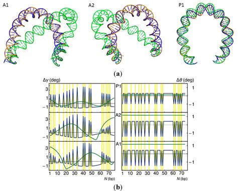 What Controls DNA Looping?