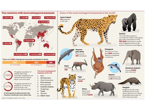 Infographic: Endangered species by Nicholas Coles on Dribbble