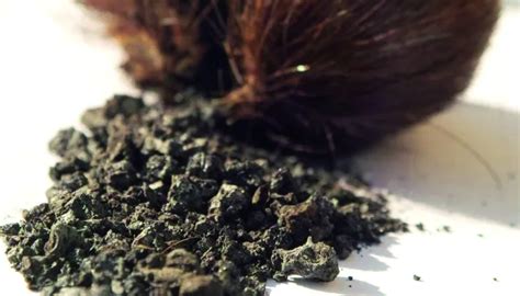 Musk in Perfumes - Aromatic Scents Lab