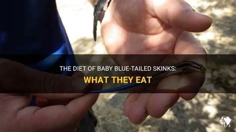The Diet Of Baby Blue-Tailed Skinks: What They Eat | PetShun