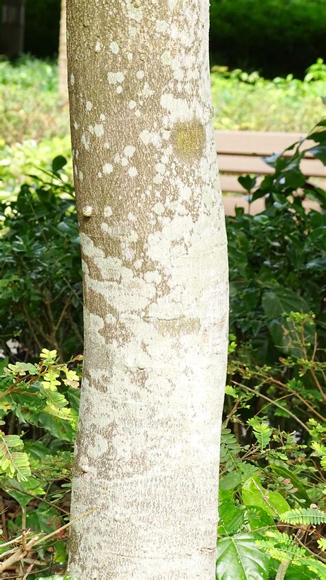 Green Hong Kong Campaign - Greening Knowledge - Photo-Gallery of Hong ...