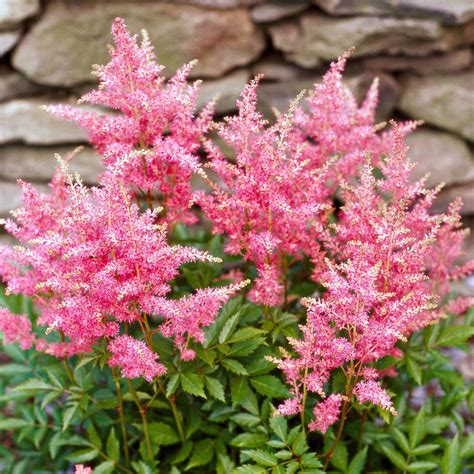 24 Beautiful Perennials for Shade That Are Easy to Grow
