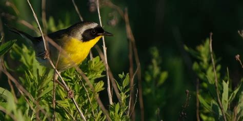 Présentation des oiseaux de Saint-André-Avellin, Municipalité de Saint ...