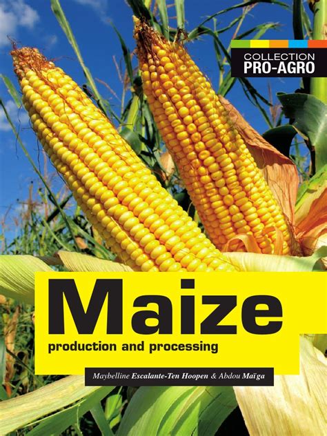 Image result for Maize Processing