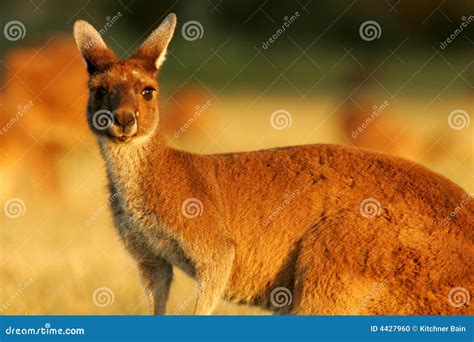 Western Grey Kangaroo Macropus Fuliginosus Melanops Royalty-Free Stock ...