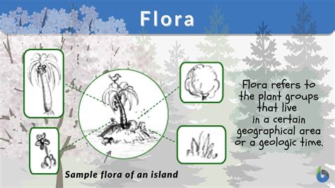 Flora Definition and Examples - Biology Online Dictionary