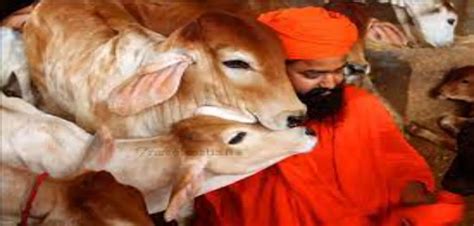 From being run on donations, Gaushalas can become viable business entities