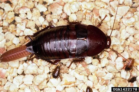 Cockroach Eggs: Pictures & Facts | APB