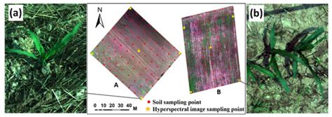 Soil Salinity Inversion in Coastal Corn Planting Areas by the Satellite ...