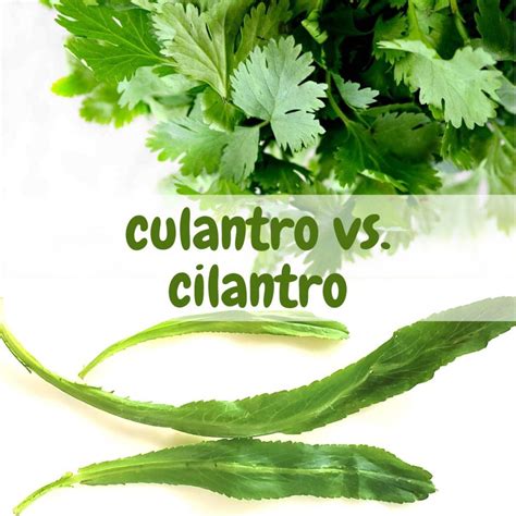 Culantro vs cilantro: two herbs - seven differences - SimplyBeyondHerbs