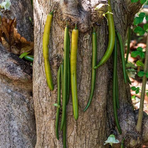 Candle Tree (Parmentiera Cereifera) - Plant – Lalit Enterprise