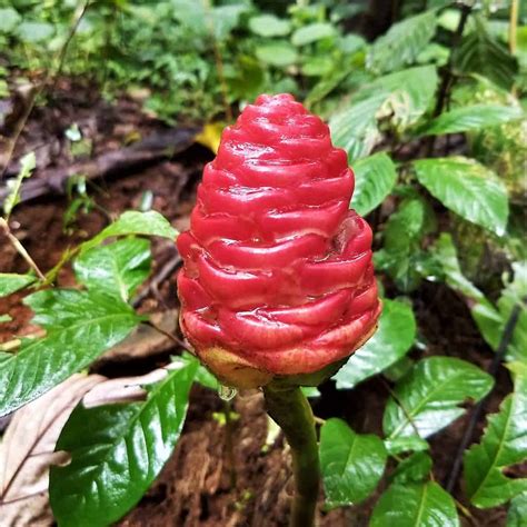 Shampoo Ginger Lily Plant Care | Plantly