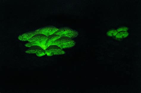 A Light From The Shadows Shall Spring | Nature inFocus