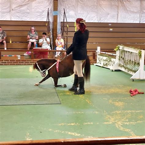 Land of Little Horses, A “Mini” Excursion - SHIP SAVES