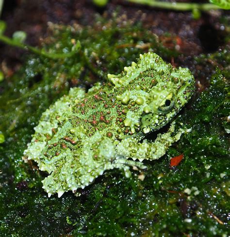 Theloderma corticale, Vietnamese mossy frog – Fantastic Frogs