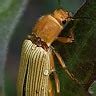 Image result for Alien Romulus Universe Timeline