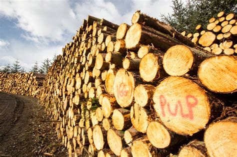 Image result for Making Pulp