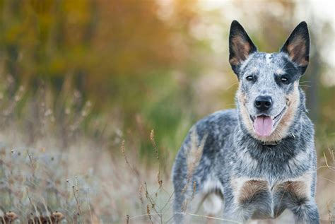 Queensland Blue Heeler Australian Cattledog Puppy Dogs