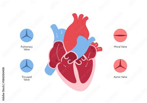 Cardiology 的图像结果