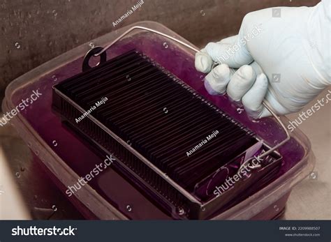 Image result for Microscope Staining