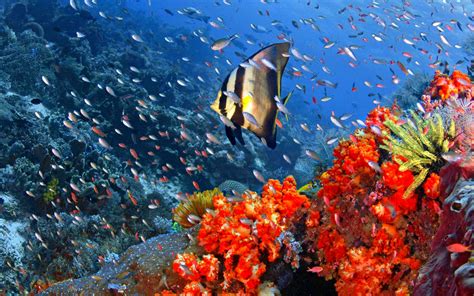 Sea Fish 的图像结果