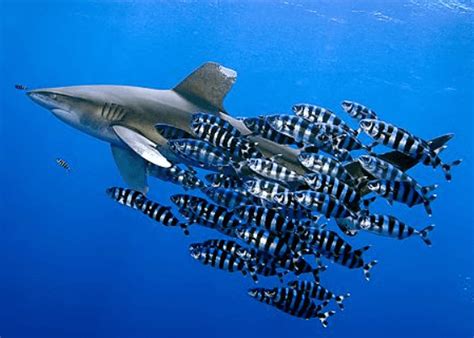 What is Symbiosis? Define, Types with Examples