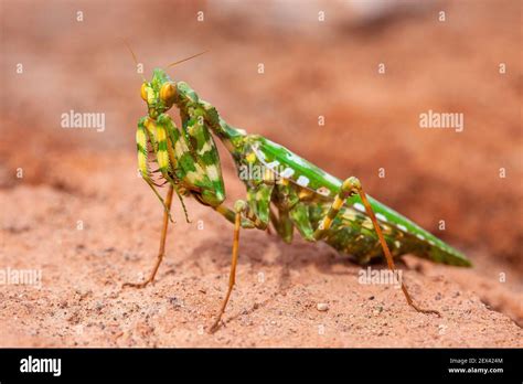 Image result for Prompt JavaScript