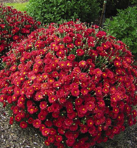 Chrysanthemum 'Mammoth™ Red Daisy': Hardy Mum — Country Gardens