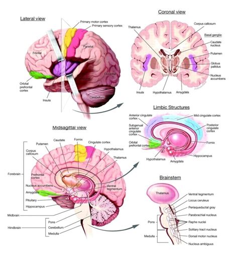 Image result for Counterclockwise Brain