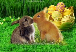 Image result for Easter Bunny Rabbits Pictures to Coulr In