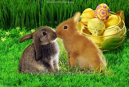 Image result for Small Easter Rabbits