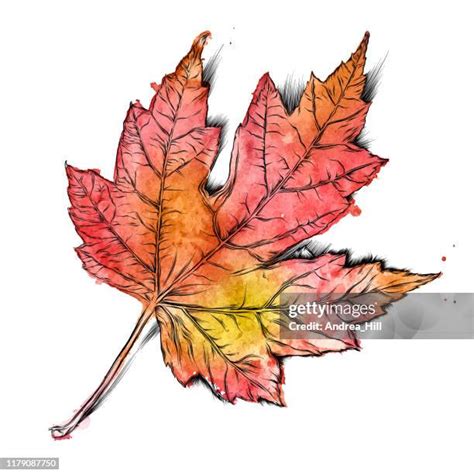 Image result for Maple Tree Drawing Reference
