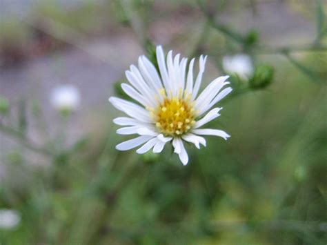 Discovering His Creation: Panicled Aster, White-panicle Aster ...