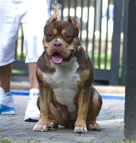 Our Dogs - XL and XXL American bully puppies for sale