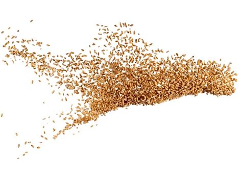 Image result for Grain Exploding