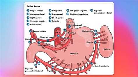 Celiac Branches