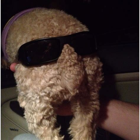 Image result for Cockapoo Memes