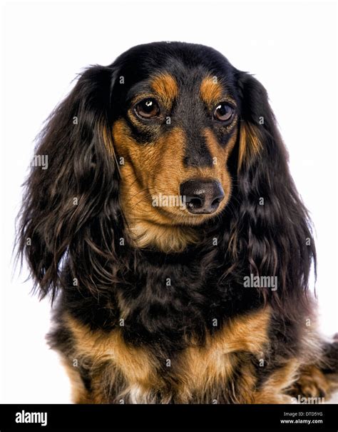 Long Haired Dachshund Black And Tan Puppy Black & Tan Long Haired