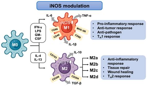 iNOS in Macrophage Polarization: Pharmacological and Regulatory Insights