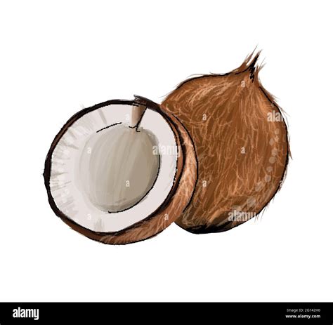 Coconut Drawing Line at Louise Rizo blog
