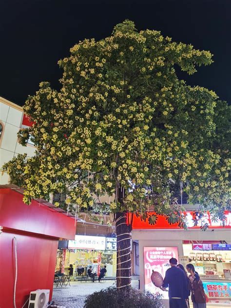 【每周科普】街头大批“臭树”开花，你闻到了吗？