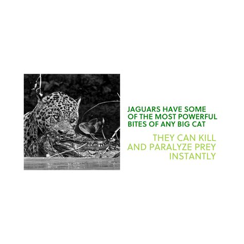 What happened to Scarface?: The most famous Jaguar in the world - TiME ...