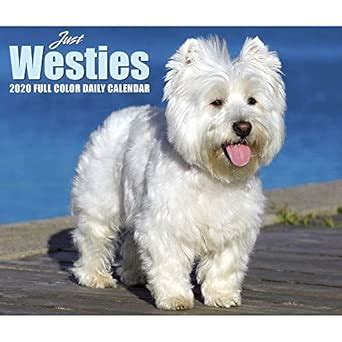 Buy Just Westies 2020 Box Calendar (Dog Breed Calendar) Book Online at ...