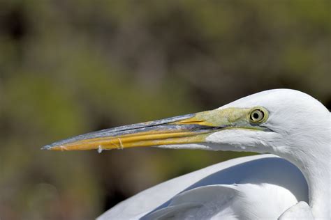 Great White Heron Free Stock Photo - Public Domain Pictures