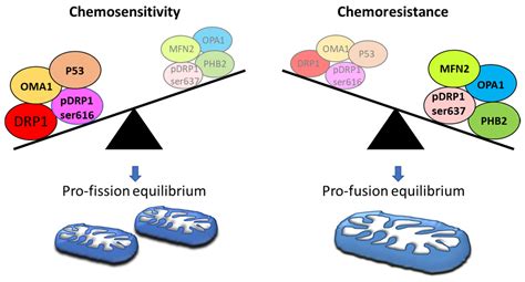Ovarian Cancer: A Landscape of Mitochondria with Emphasis on ...