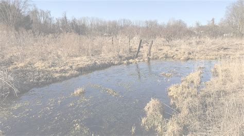 Image result for Spring Run Trout Farm