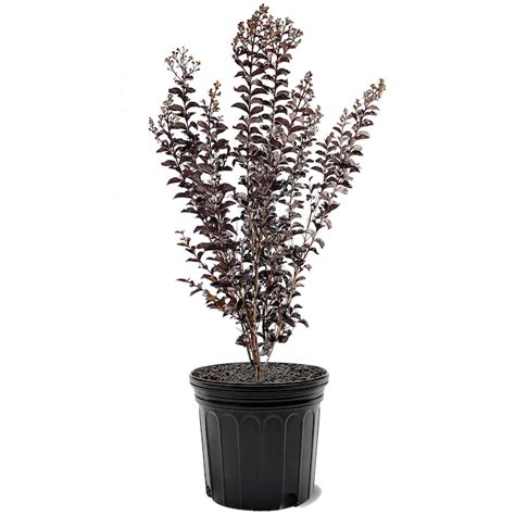 First Editions 7-Gallons White Flowering Lunar Magic Crape Myrtle In ...