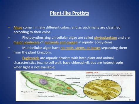 Image result for Five Kingdoms of Life Examples