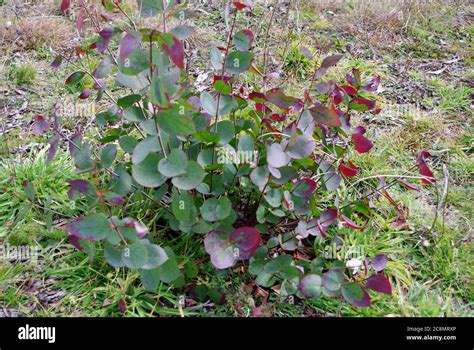 Exploding Eucalyptus 的图像结果