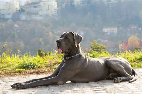 American Vs. European Great Dane - Is There a Difference?